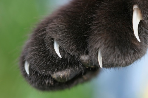 Prey