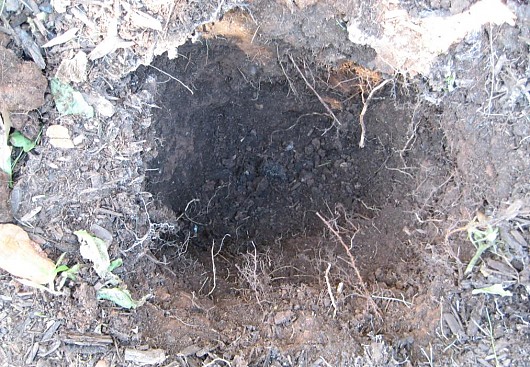 Buried Alive